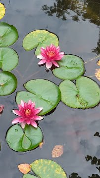 Cedar Valley Arboretum & Botanic Gardens photo 2