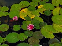 Cedar Valley Arboretum & Botanic Gardens photo 6