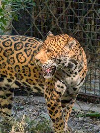 Audubon Zoo photo 6