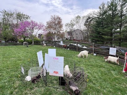 Heavenly Heart Farm & Mini Petting Zoo photo 4