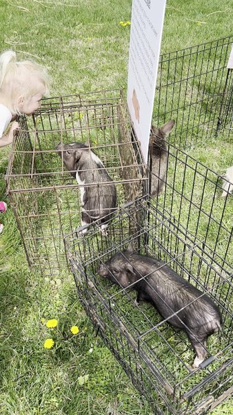 Heavenly Heart Farm & Mini Petting Zoo photo 5