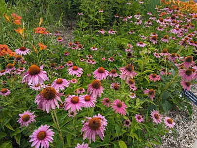 University of Minnesota Landscape Arboretum photo 3