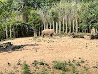 White Rhinoceros Habitat photo 4