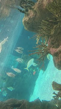 Ocean Wonders: Sharks! photo 2