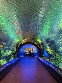 Ocean Wonders: Sharks! photo 4