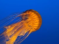 Ocean Wonders: Sharks! photo 5