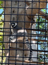 Santa Ana Zoo photo 3