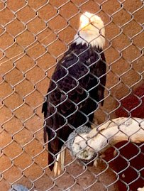 Santa Ana Zoo photo 6