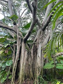 Deerfield Beach Arboretum photo 3