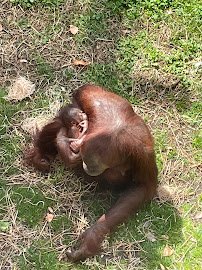 Primates photo 2
