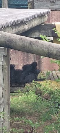 Primates photo 3