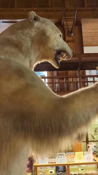 Fairbanks Museum & Planetarium photo 2