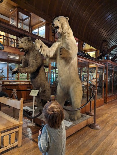 Fairbanks Museum & Planetarium photo 5