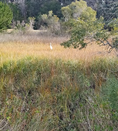 4-H Tidelands Nature Center photo 5