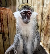 Little Ponderosa Zoo and Rescue