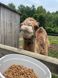 Little Ponderosa Zoo and Rescue photo 4