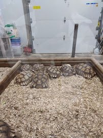 Little Ponderosa Zoo and Rescue photo 5