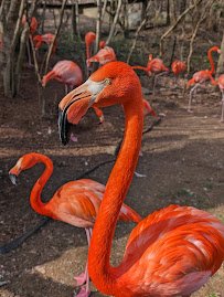 Nashville Zoo at Grassmere photo 4