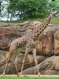 Nashville Zoo at Grassmere photo 5