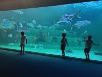 North Carolina Aquarium at Pine Knoll Shores