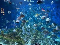 North Carolina Aquarium at Pine Knoll Shores photo 3