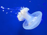 North Carolina Aquarium at Pine Knoll Shores photo 4