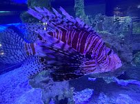 North Carolina Aquarium at Pine Knoll Shores photo 5