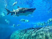 North Carolina Aquarium at Pine Knoll Shores photo 6
