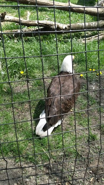 Bramble Park Zoo photo 2
