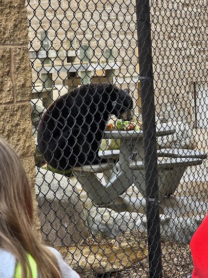 Bramble Park Zoo photo 4