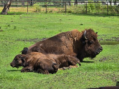 Bramble Park Zoo photo 6