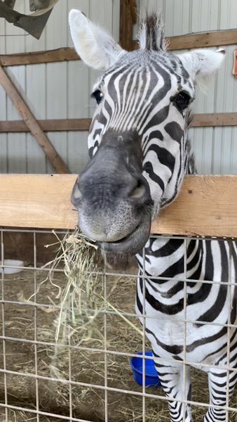 Havens Petting Farm photo 3