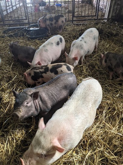 Havens Petting Farm photo 6
