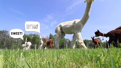 Majestic Meadows Alpacas & Boutique photo 2