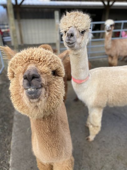 Majestic Meadows Alpacas & Boutique photo 3