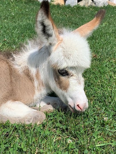 Majestic Meadows Alpacas & Boutique photo 6