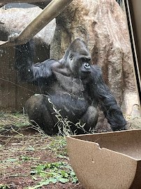 Primate, Cat & Aquatics