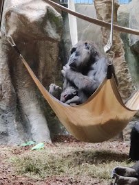 Primate, Cat & Aquatics photo 2