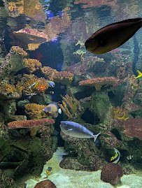 Primate, Cat & Aquatics photo 3