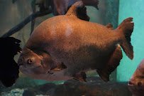 Primate, Cat & Aquatics photo 4