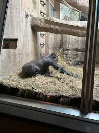 Primate, Cat & Aquatics photo 5