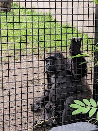 Primate, Cat & Aquatics photo 6