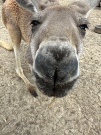 Cathy's Critters photo 3