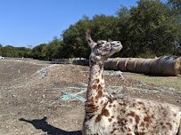 Cathy's Critters photo 4