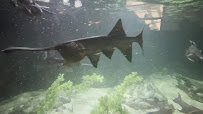 Audubon Aquarium photo 2