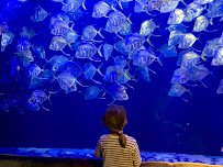Audubon Aquarium photo 5