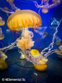 Aquarium of the Pacific photo 5