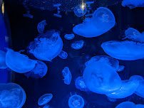 Aquarium of the Pacific photo 6