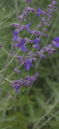 Linwood Splash Pad photo 4