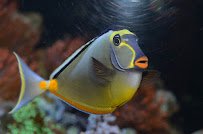 Hollywood Aquariums photo 5